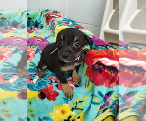 Mutt Dogs for adoption in York, SC, USA
