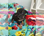 Small Mutt