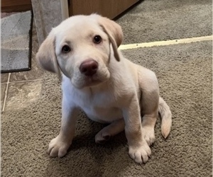 Labrador Retriever Puppy for sale in OCALA, FL, USA