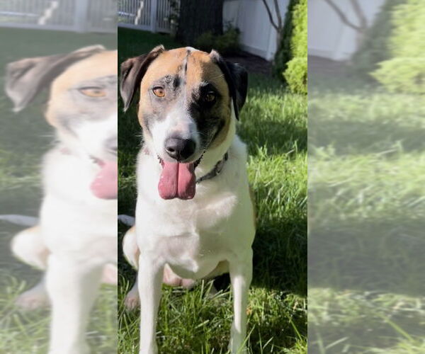 Medium Photo #2 Great Pyrenees-Unknown Mix Puppy For Sale in Rockaway, NJ, USA