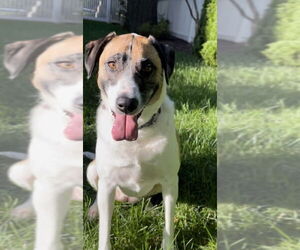 Remi (Bambi) Lonestar - Female Great Pyrenees-Unknown Mix Dog for Adoption - Photo #2