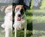 Small #1 Great Pyrenees Mix