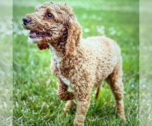 Father of the Goldendoodle (Miniature) puppies born on 06/12/2025