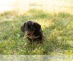 Small #1 Dachshund