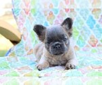 Puppy Mini Fluffy French Bulldog