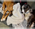 Small Photo #4 Mutt Puppy For Sale in Westwood, NJ, USA