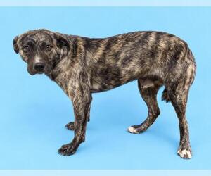 Holland Shepherd-Unknown Mix Dogs for adoption in HESPERIA, CA, USA