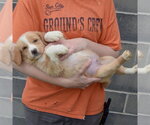 Small #4 Golden Shepherd