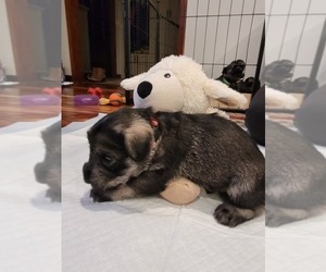 Medium Schnauzer (Standard)