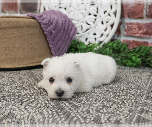 Medium Photo #4 West Highland White Terrier Puppy For Sale in SYRACUSE, IN, USA