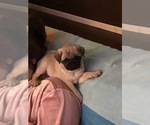 Small Photo #20 Pug Puppy For Sale in MANTECA, CA, USA