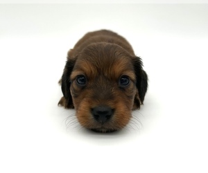 Dachshund Puppy for sale in FAIRBANK, IA, USA