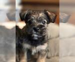 Small #1 Mutt