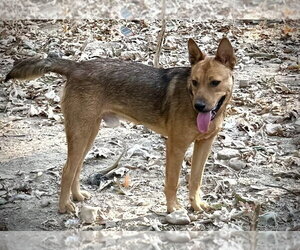 Bowser Ellis - Male Mutt Dog for Adoption - Photo #3