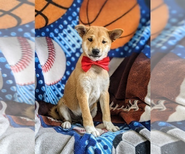 Medium Photo #2 Shiba Inu Puppy For Sale in OXFORD, PA, USA