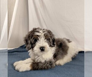 Bernedoodle Puppy for sale in FREDONIA, PA, USA