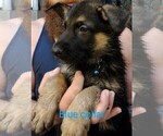 Small Photo #8 German Shepherd Dog Puppy For Sale in CRESWELL, OR, USA