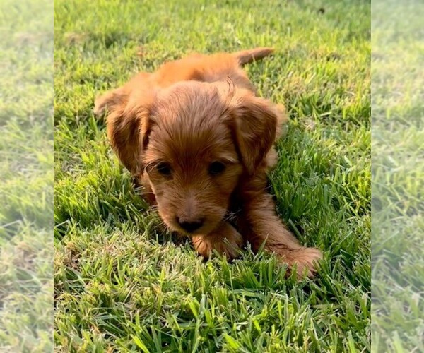 Medium Photo #5 Double Doodle Puppy For Sale in LAGRANGE, GA, USA