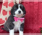 Small Photo #3 Border Collie-Maremma Sheepdog Mix Puppy For Sale in LANCASTER, PA, USA