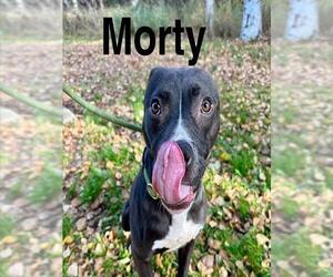 American Pit Bull Terrier-Unknown Mix Dogs for adoption in Anchorage, AK, USA