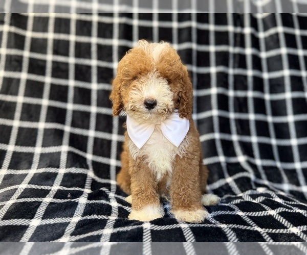 Medium Photo #5 Poodle (Miniature) Puppy For Sale in LAKELAND, FL, USA