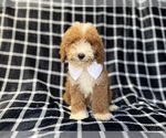 Small #4 Poodle (Miniature)