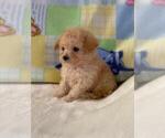 Small #13 Poodle (Toy)