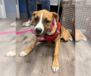 Collie Dogs for adoption in Stanhope, NJ, USA
