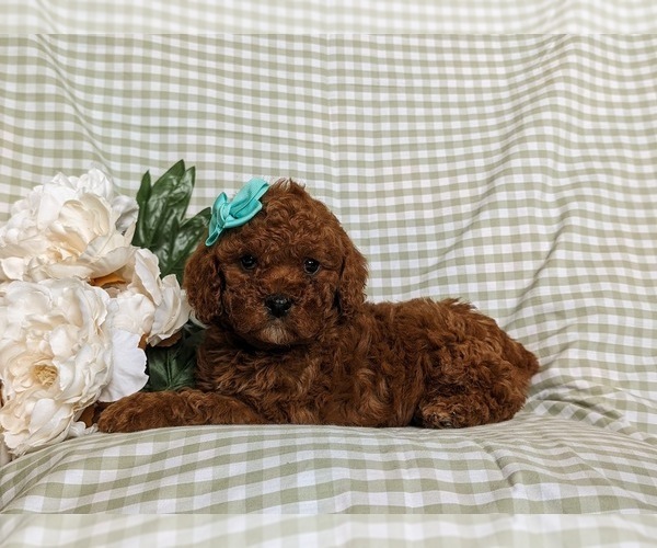 Medium Photo #4 Poodle (Miniature) Puppy For Sale in NEW PROVIDENCE, PA, USA