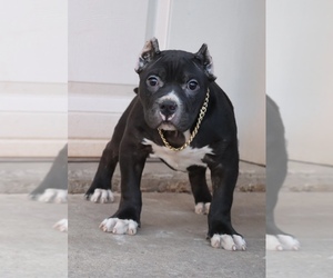 American Bully Puppy for sale in CHAMPAIGN, IL, USA