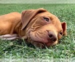 Small Photo #1 American Bully Puppy For Sale in FORT WORTH, TX, USA
