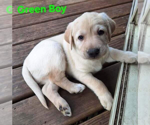 Medium Photo #2 Labrador Retriever Puppy For Sale in CUSTER, WI, USA