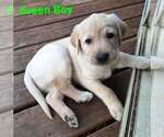 Small #1 Labrador Retriever