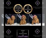 Small Photo #80 Poodle (Toy) Puppy For Sale in WARSAW, IN, USA