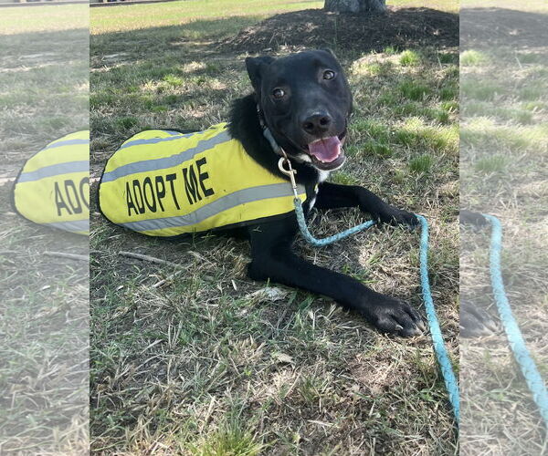 Medium Photo #4 Mutt Puppy For Sale in Munford, TN, USA