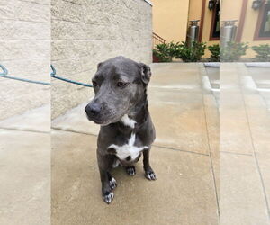 KangaRoo - Female Blue Lacy-Unknown Mix Dog for Adoption - Photo #41