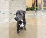 Small #40 Blue Lacy Mix