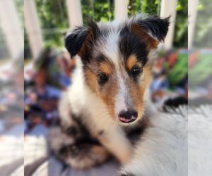 Collie Puppy for Sale in NEVADA, Missouri USA