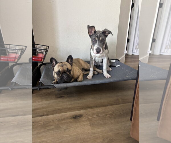 Medium Photo #9 Great Dane-Unknown Mix Puppy For Sale in Valrico, FL, USA