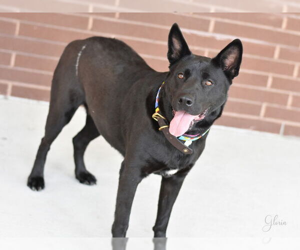 Medium Photo #2 Dutch Shepherd -Labrador Retriever Mix Puppy For Sale in The Woodlands, TX, USA