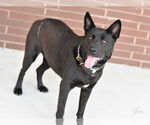 Small #1 Dutch Shepherd -Labrador Retriever Mix