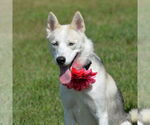 Small #2 Siberian Husky Mix