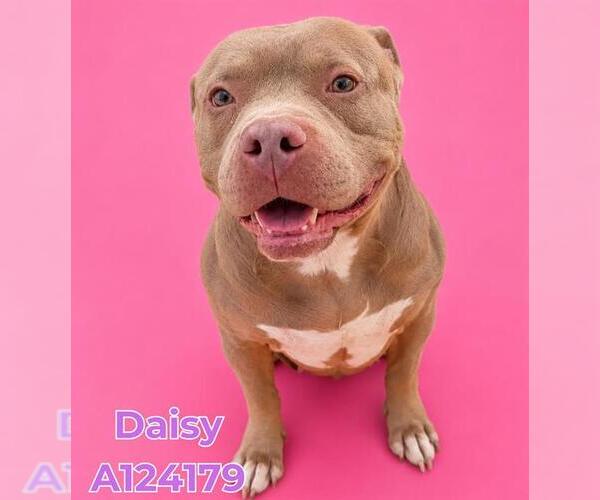Medium Photo #2 Mutt Puppy For Sale in HESPERIA, CA, USA