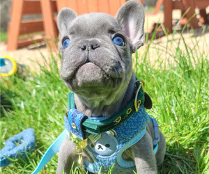 French Bulldog Puppy for sale in KANSAS CITY, MO, USA