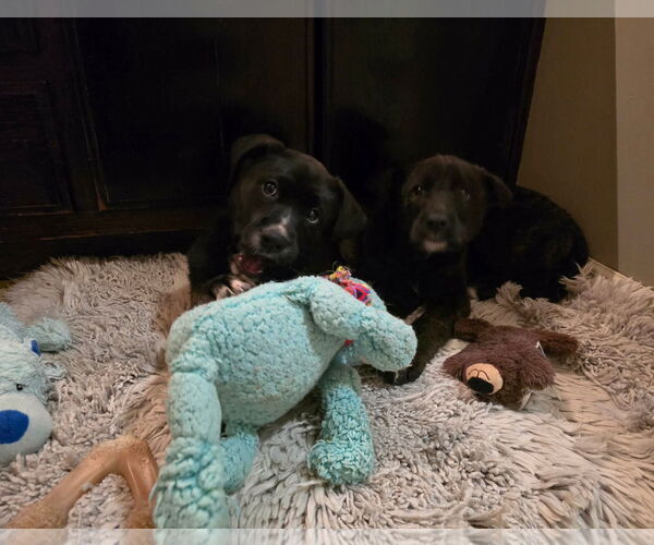 Medium Photo #3 German Shepherd Dog-Unknown Mix Puppy For Sale in Columbus, IN, USA