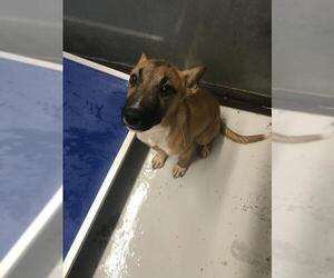 Mutt Dogs for adoption in Conroe, TX, USA