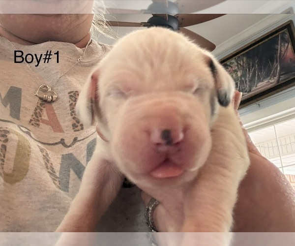 Medium Photo #10 Great Dane Puppy For Sale in CLANTON, AL, USA