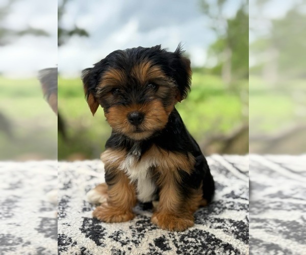 Medium Photo #3 Yorkshire Terrier Puppy For Sale in HILLSBORO, TX, USA