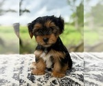 Small #2 Yorkshire Terrier