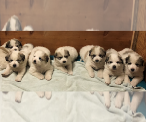 Great Pyrenees Puppy for sale in MAPLE VALLEY, WA, USA